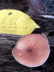 Tricholomopsis rutilans