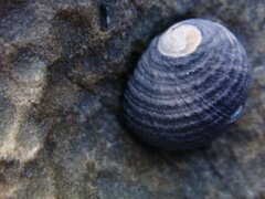 Nerita scabricosta