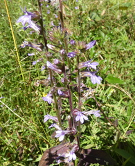 Lobelia puberula