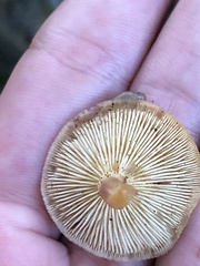 Tricholomopsis rutilans