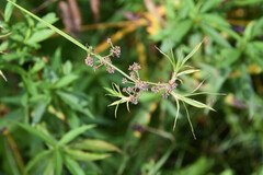 Scirpus hattorianus
