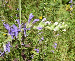 Lobelia puberula