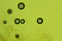 Trechispora