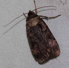 Pseudohermonassa bicarnea