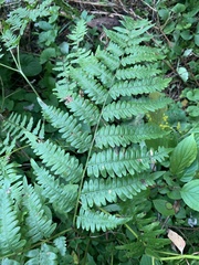 Pteridium aquilinum latiusculum