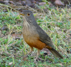 Turdus rufiventris