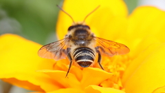 Megachilidae