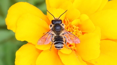 Megachilidae