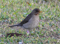 Turdus amaurochalinus
