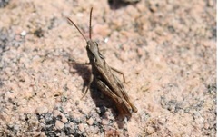 Chorthippus vagans