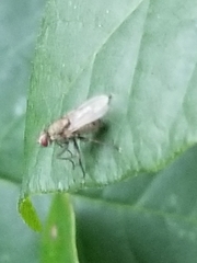 Diptera