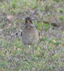Turdus amaurochalinus