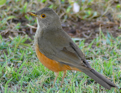 Turdus rufiventris