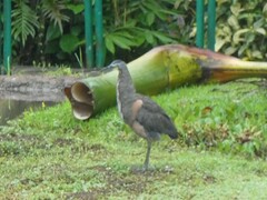 Tigrisoma mexicanum