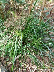 Lomandra hystrix