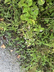 Symphyotrichum lateriflorum