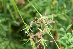 Scirpus hattorianus
