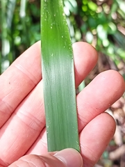 Lomandra hystrix