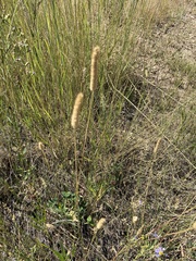 Phleum pratense