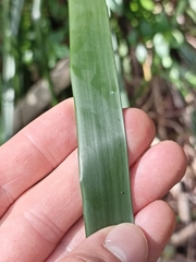 Lomandra hystrix
