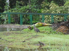 Tigrisoma mexicanum