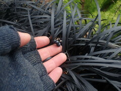 Ophiopogon planiscapus