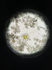 Micrasterias truncata