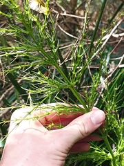 Lomandra hystrix