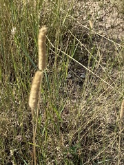 Phleum pratense