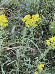Solidago nemoralis longipetiolata