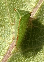 Ceresini