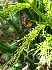 Lomandra hystrix