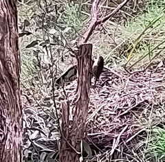 Cormobates leucophaea