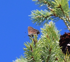 Callophrys spinetorum