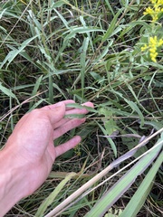 Solidago nemoralis longipetiolata