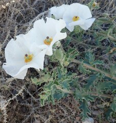 Argemone albiflora