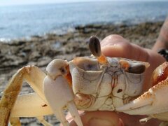 Ocypode occidentalis