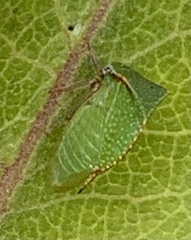 Ceresini