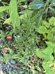 Symphyotrichum lateriflorum