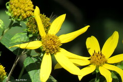 Helianthus divaricatus
