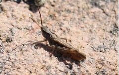 Chorthippus vagans