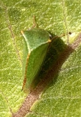 Ceresini