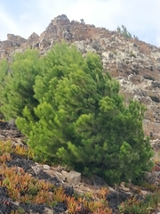 Pinus halepensis