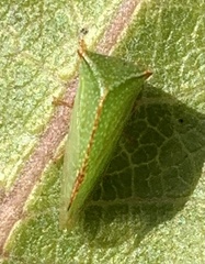 Ceresini