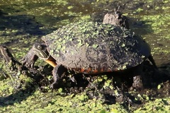 Chrysemys picta picta