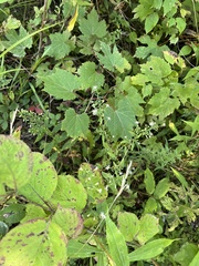 Symphyotrichum lateriflorum