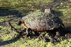 Chrysemys picta picta