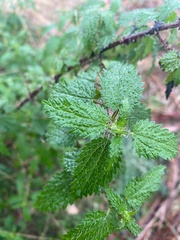 Urtica incisa
