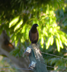 Cyanocorax cyanomelas