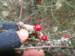 Cotoneaster encavei